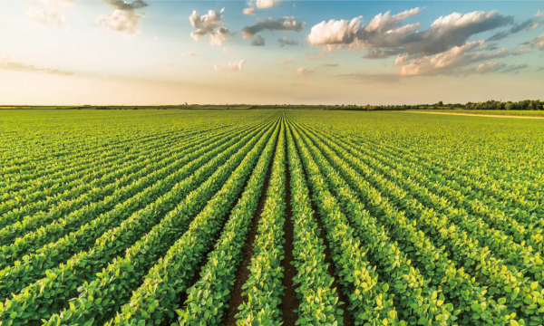 Row Crops